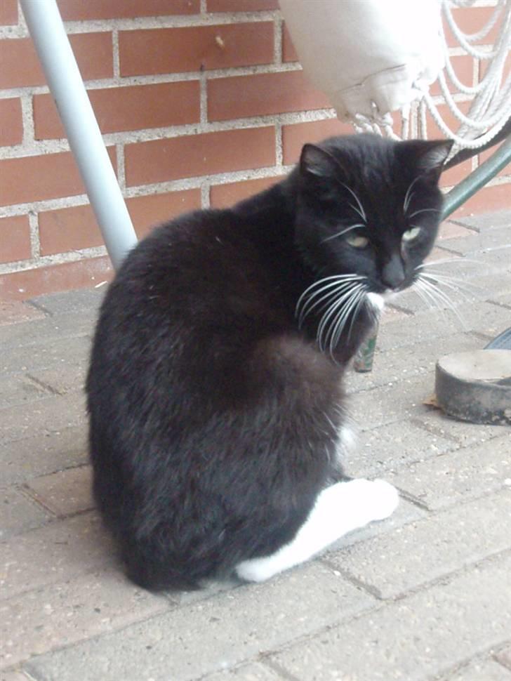 Blanding af racer Domino billede 6