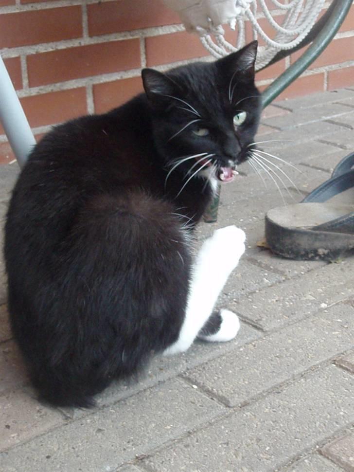 Blanding af racer Domino billede 7