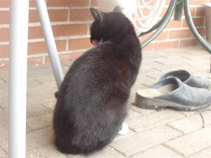 Blanding af racer Domino billede 8