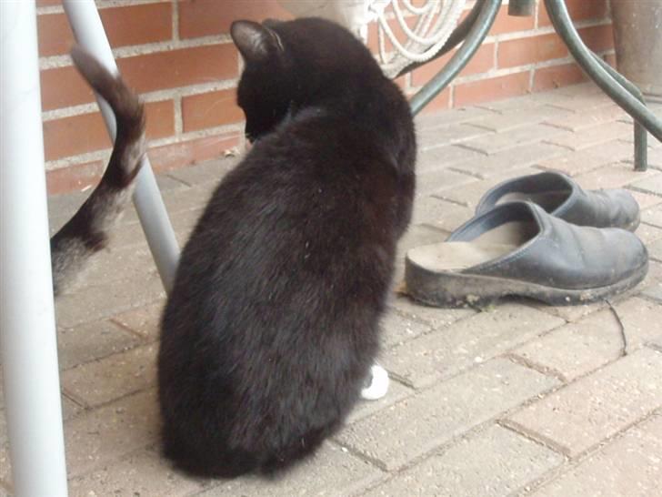 Blanding af racer Domino billede 9