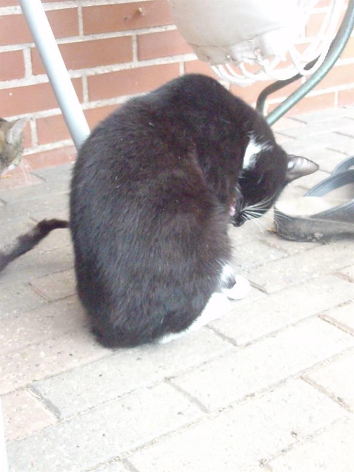 Blanding af racer Domino billede 10