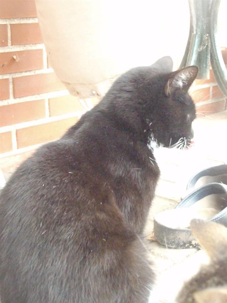 Blanding af racer Domino billede 11