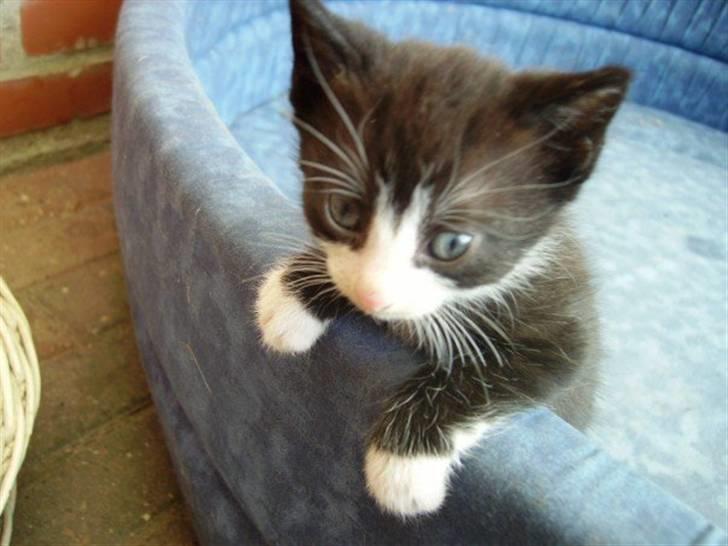 Blanding af racer Domino billede 12