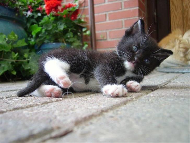 Blanding af racer Domino billede 13