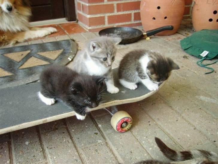 Blanding af racer Domino billede 14