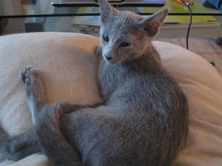 Russian Blue Mille billede 1