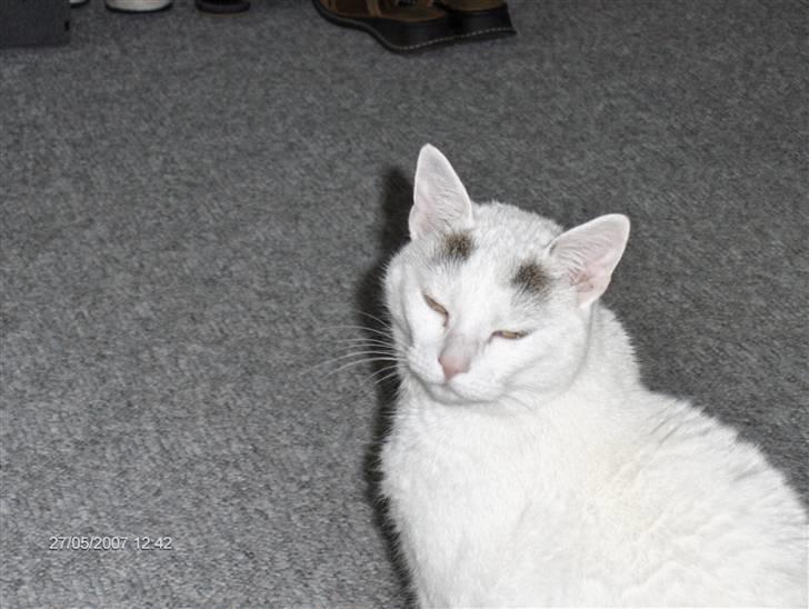 Huskat Elvis - R.I.P. smukke <3 billede 19