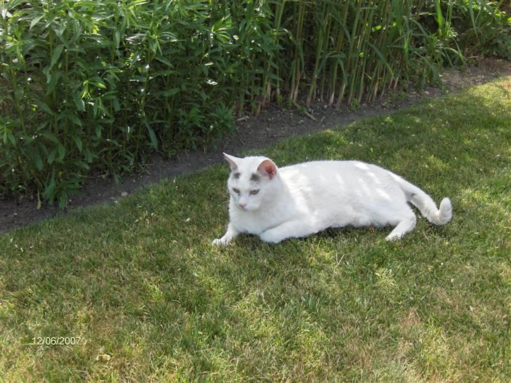 Huskat Elvis - R.I.P. smukke <3 billede 20