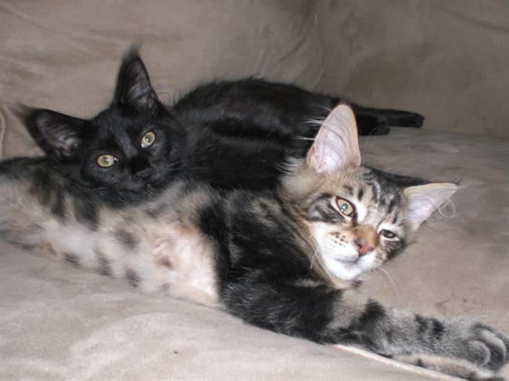 Maine Coon Tiger - Her er jeg sammen med min bror Toffie billede 10