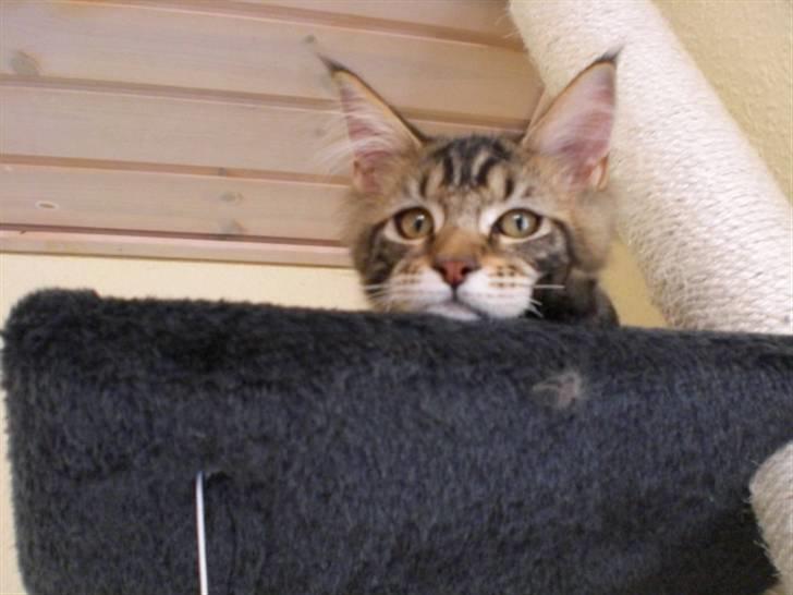 Maine Coon Tiger - Tiger følger altid med i hvad der sker omkring ham billede 11