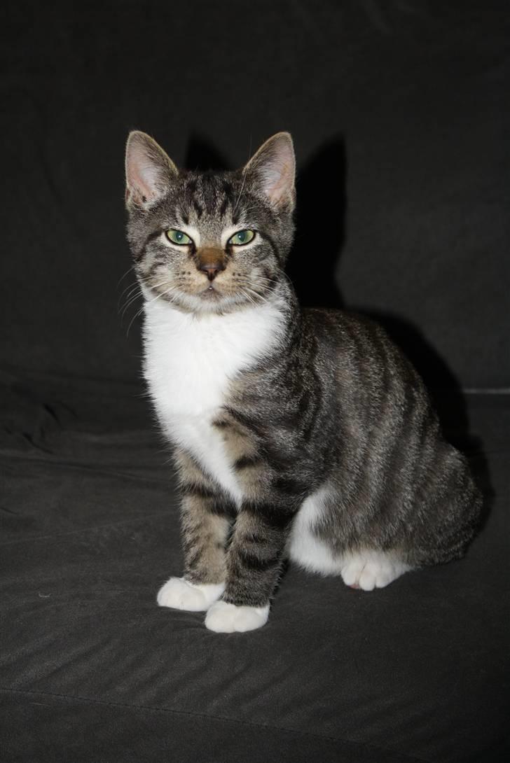 Blanding af racer Samson - Jeg kan godt sidde pænt. billede 6