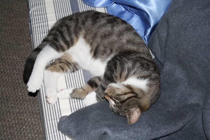 Blanding af racer Samson - Ligger lige og sover. billede 7