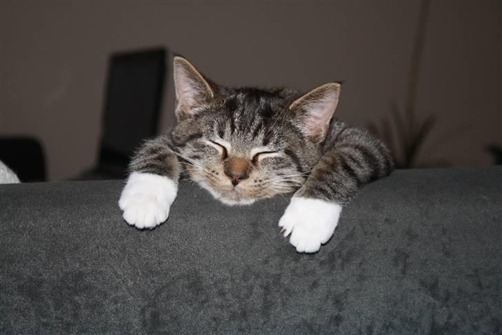 Blanding af racer Samson - Sover nu igen. billede 8