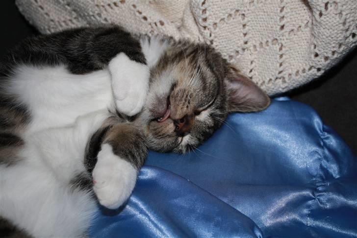 Blanding af racer Samson - Sover igen, men se tungen!! billede 9