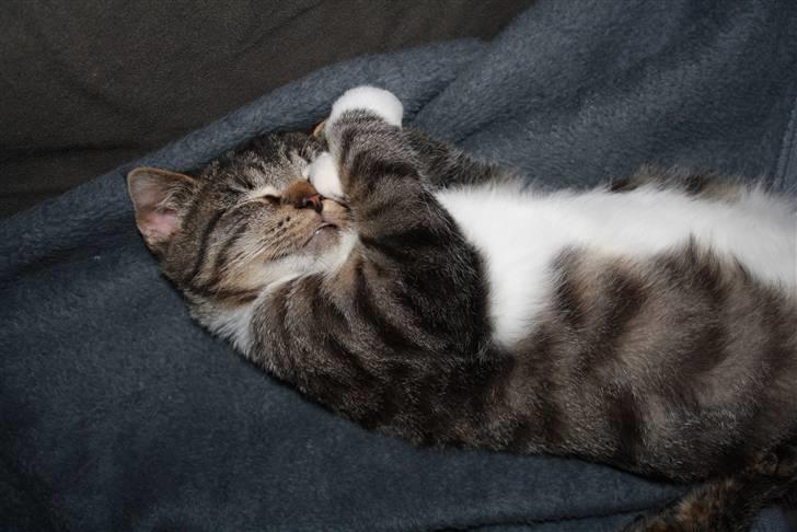 Blanding af racer Samson - Sover på underlige måder. billede 10