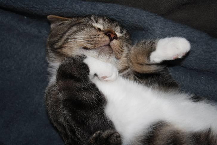 Blanding af racer Samson - Sover på underlige måder. billede 11