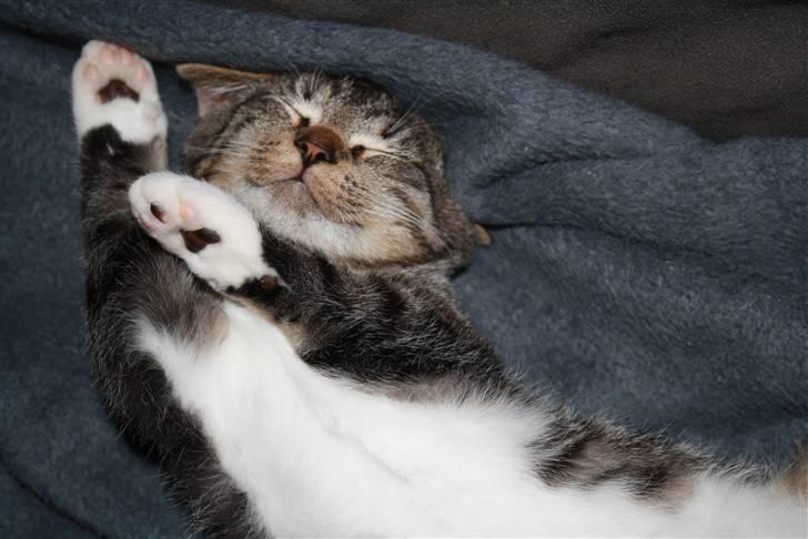 Blanding af racer Samson - Sover på underlige måder. billede 12