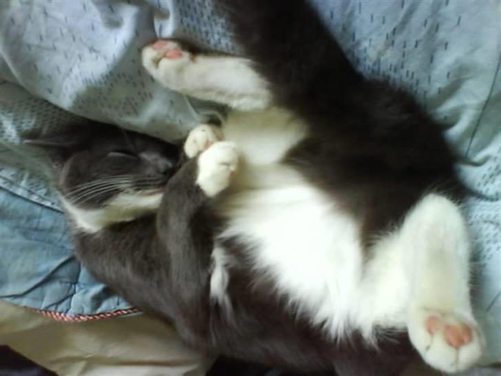 Blanding af racer Bambi billede 15