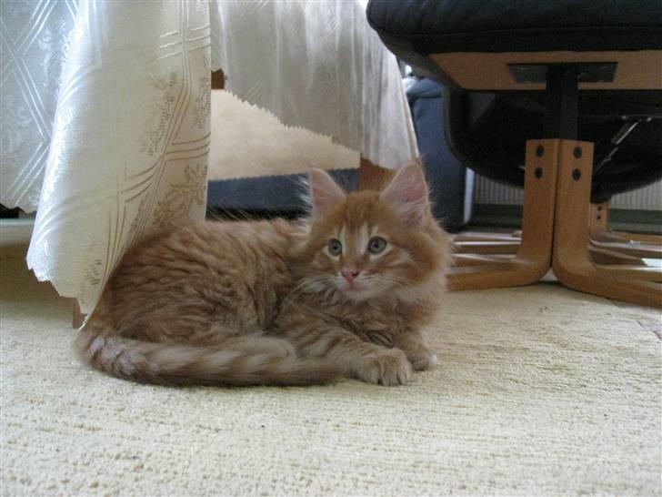 Maine Coon Johny ? billede 9