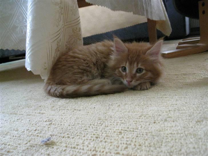 Maine Coon Johny ? billede 10