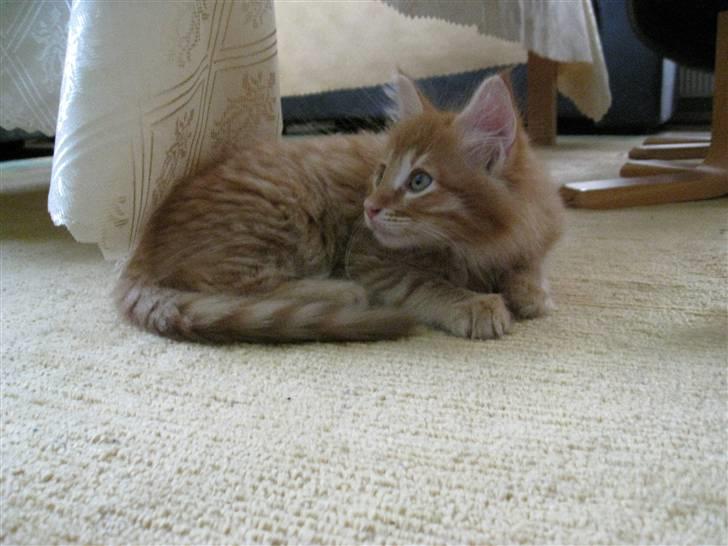 Maine Coon Johny ? billede 11