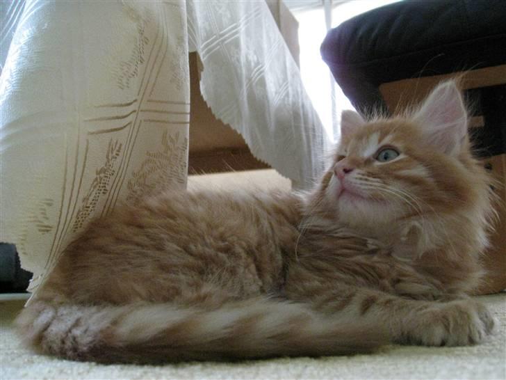 Maine Coon Johny ? billede 12