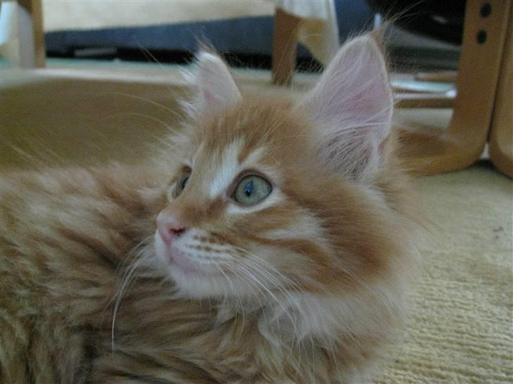 Maine Coon Johny ? billede 13