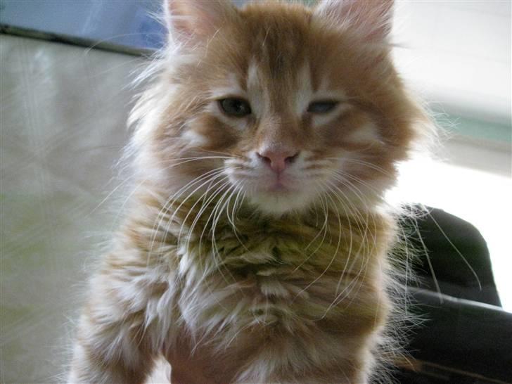 Maine Coon Johny ? billede 14