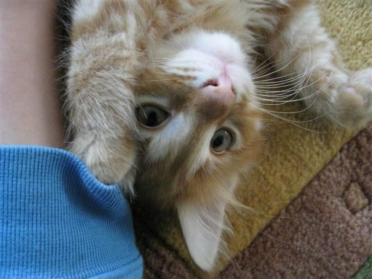 Maine Coon Johny ? billede 15