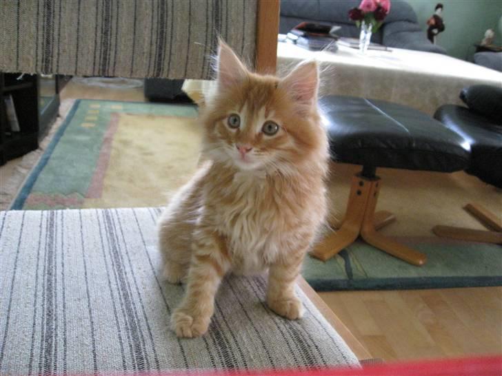 Maine Coon Johny ? billede 16