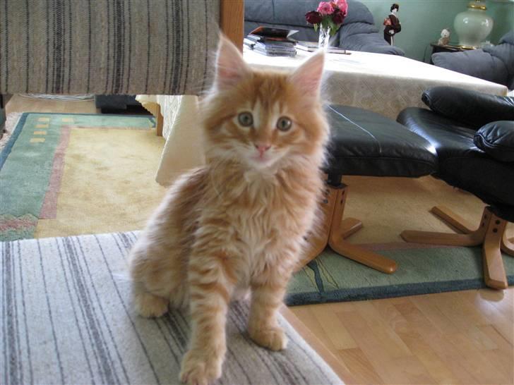 Maine Coon Johny ? billede 17