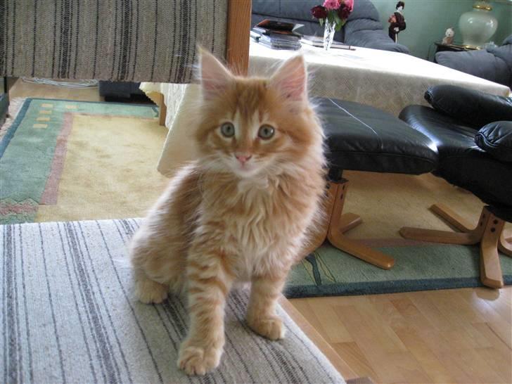Maine Coon Johny ? billede 18