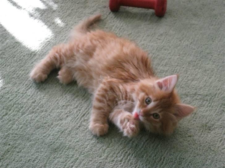 Maine Coon Johny ? billede 19