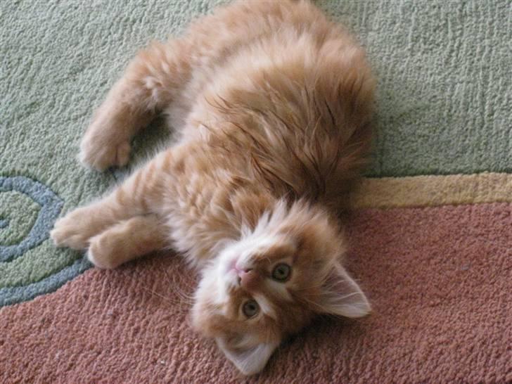 Maine Coon Johny ? billede 20