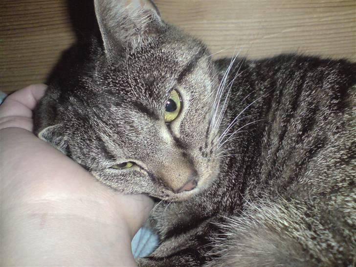 Blanding af racer Tumle(R.I.P) 08/11-2009 - Jeg ligger så god i fars hånd :o) billede 17