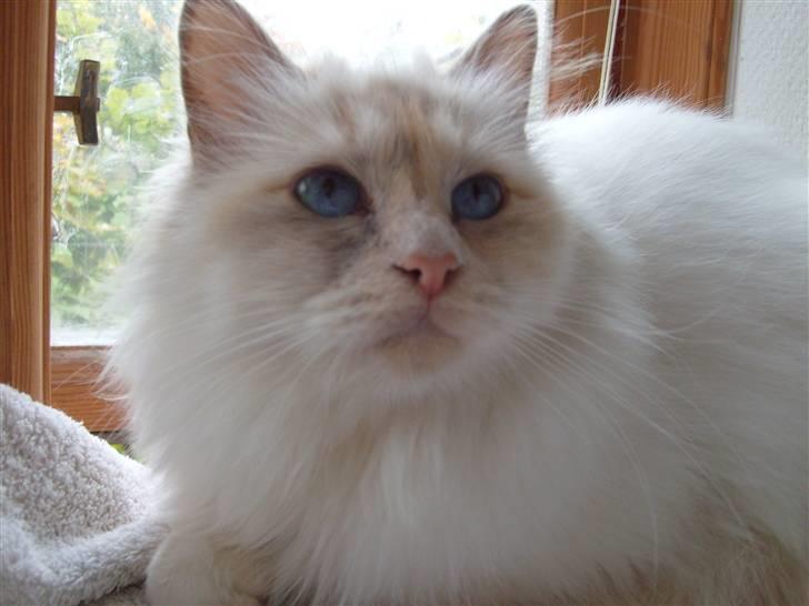 Hellig Birma Aliciá billede 1