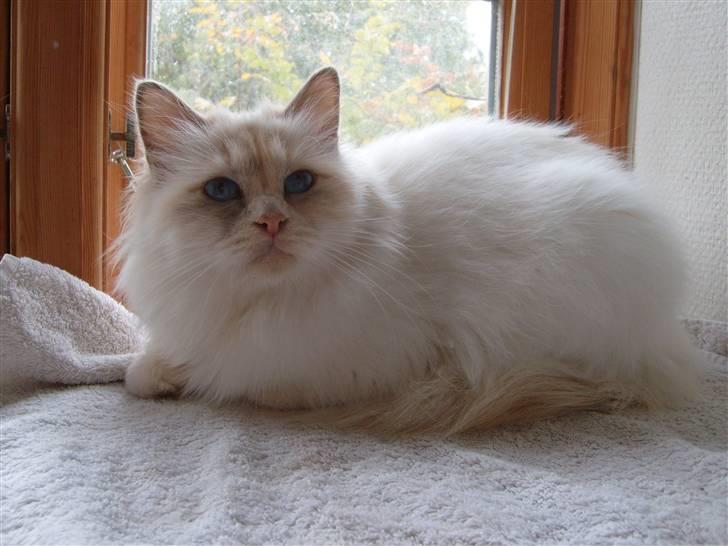 Hellig Birma Aliciá billede 2