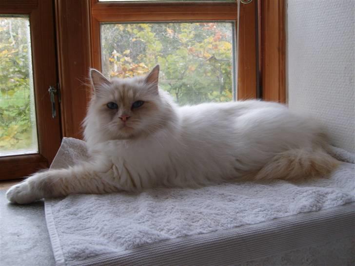 Hellig Birma Aliciá billede 3