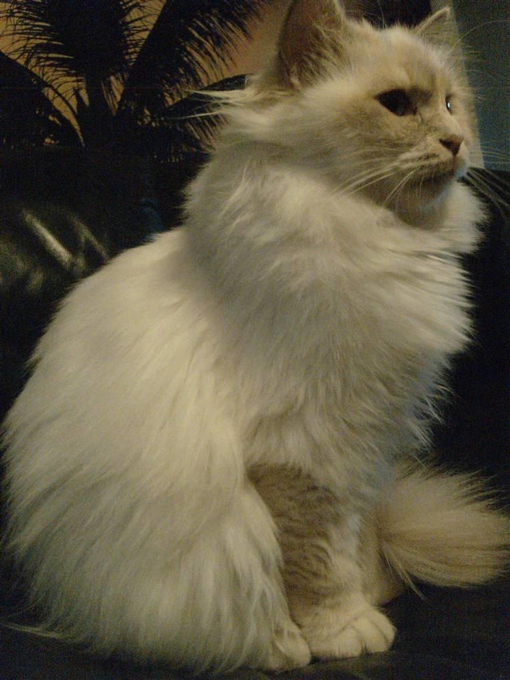 Hellig Birma Aliciá billede 4