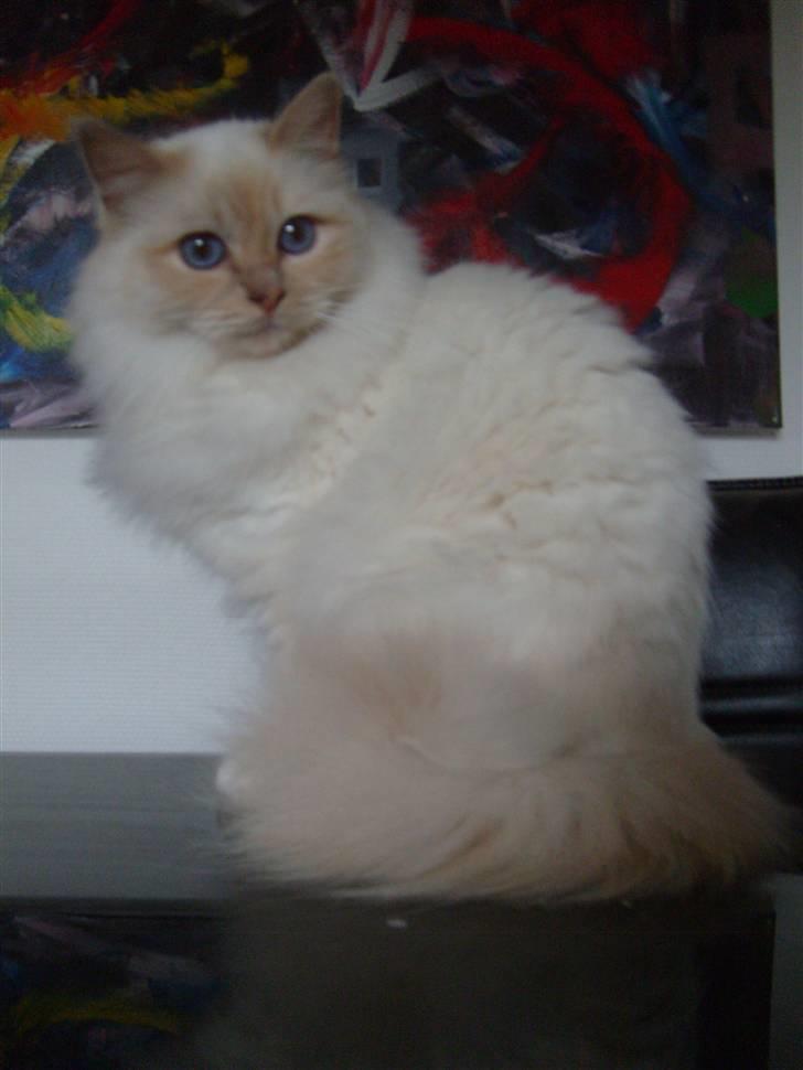 Hellig Birma Aliciá billede 5