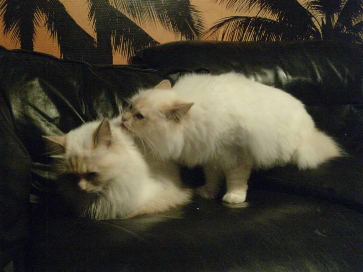 Hellig Birma Aliciá billede 6