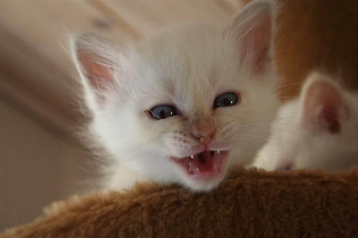 Hellig Birma Aliciá billede 7