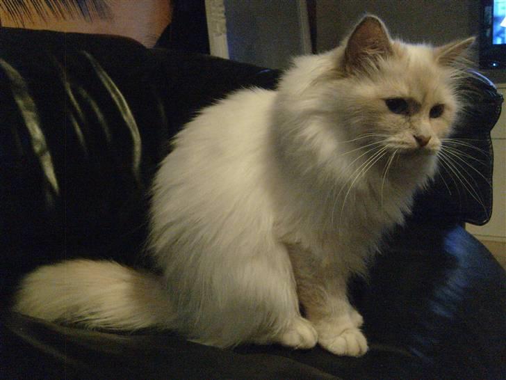 Hellig Birma Aliciá billede 8