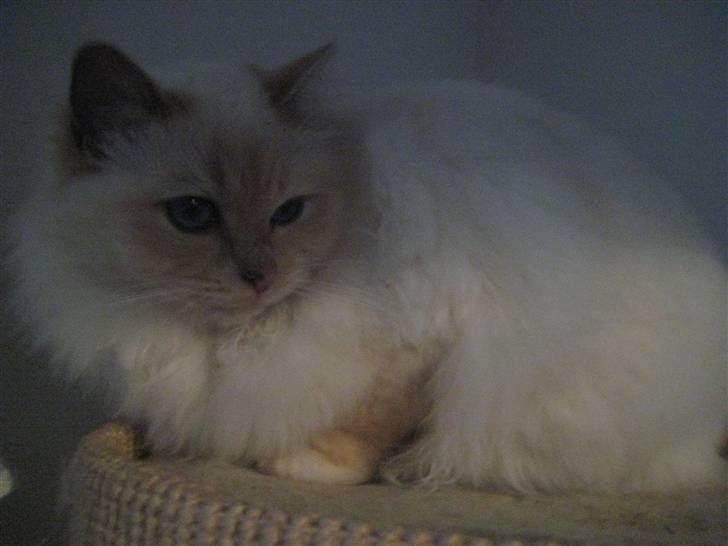 Hellig Birma Aliciá billede 9