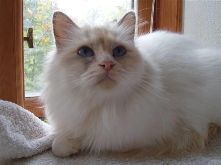 Hellig Birma Aliciá billede 11