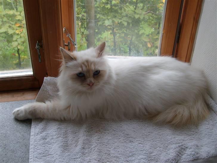 Hellig Birma Aliciá billede 12