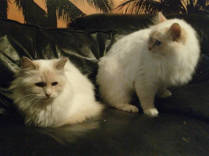 Hellig Birma Aliciá billede 13