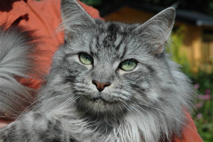Maine Coon silver - august 08  billede 20