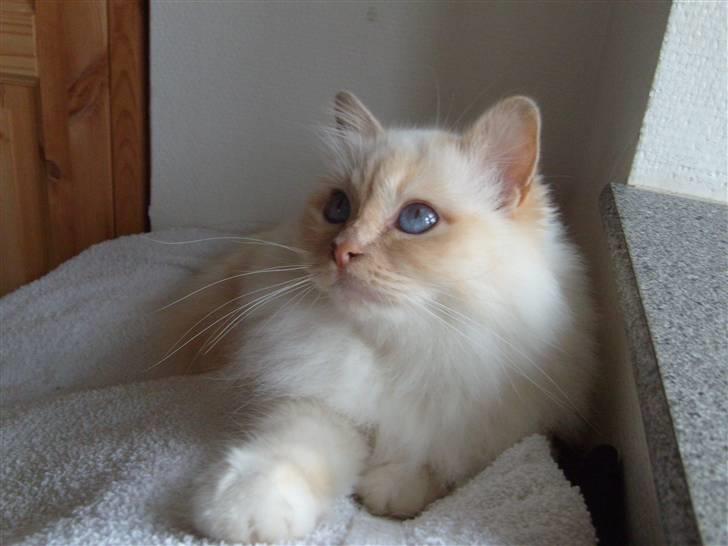 Hellig Birma Brillante billede 3