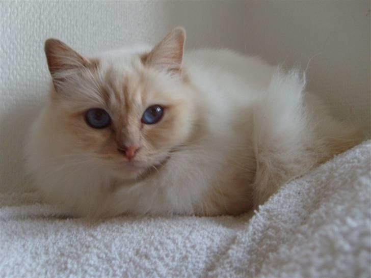 Hellig Birma Brillante billede 4